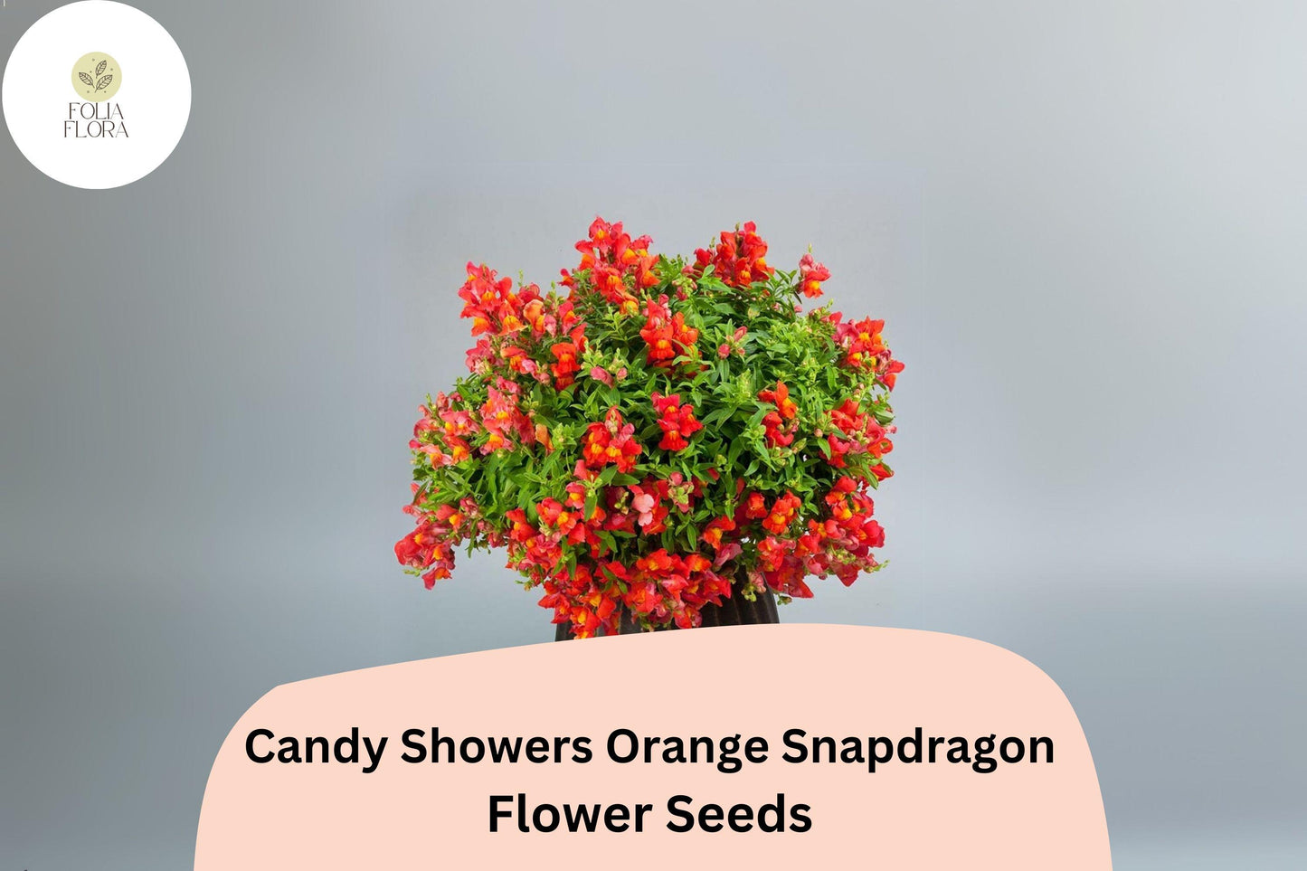 Candy Showers Orange Snapdragon Seeds (Antirrhinum majus) | 1000+ Seeds | Cascading Orange Blooms for Gardens & Hanging Baskets