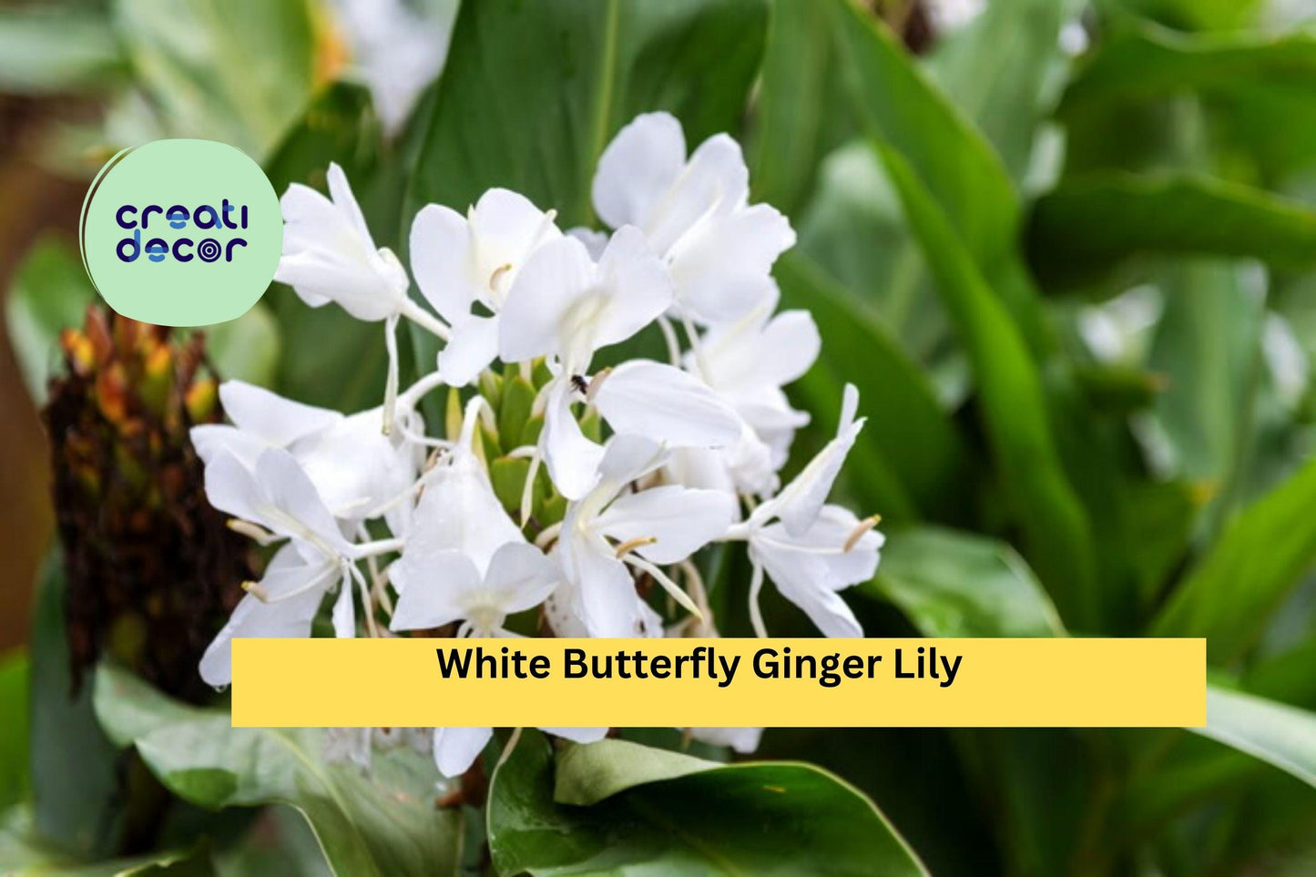 White Butterfly Ginger Lily – Hedychium coronarium, Fully Rooted Live Plant, Fragrant Tropical Perennial Flower for Garden or Container