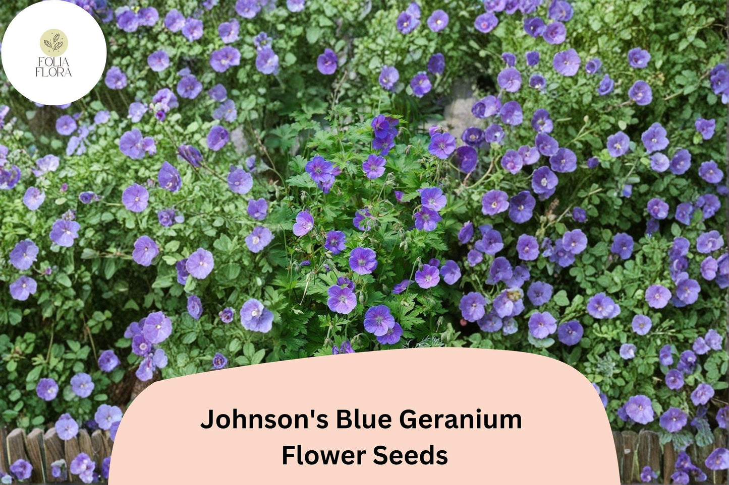 25+ Johnson's Blue Geranium Seeds for Garden Planting – Purple Flowers, Hardy Perennial