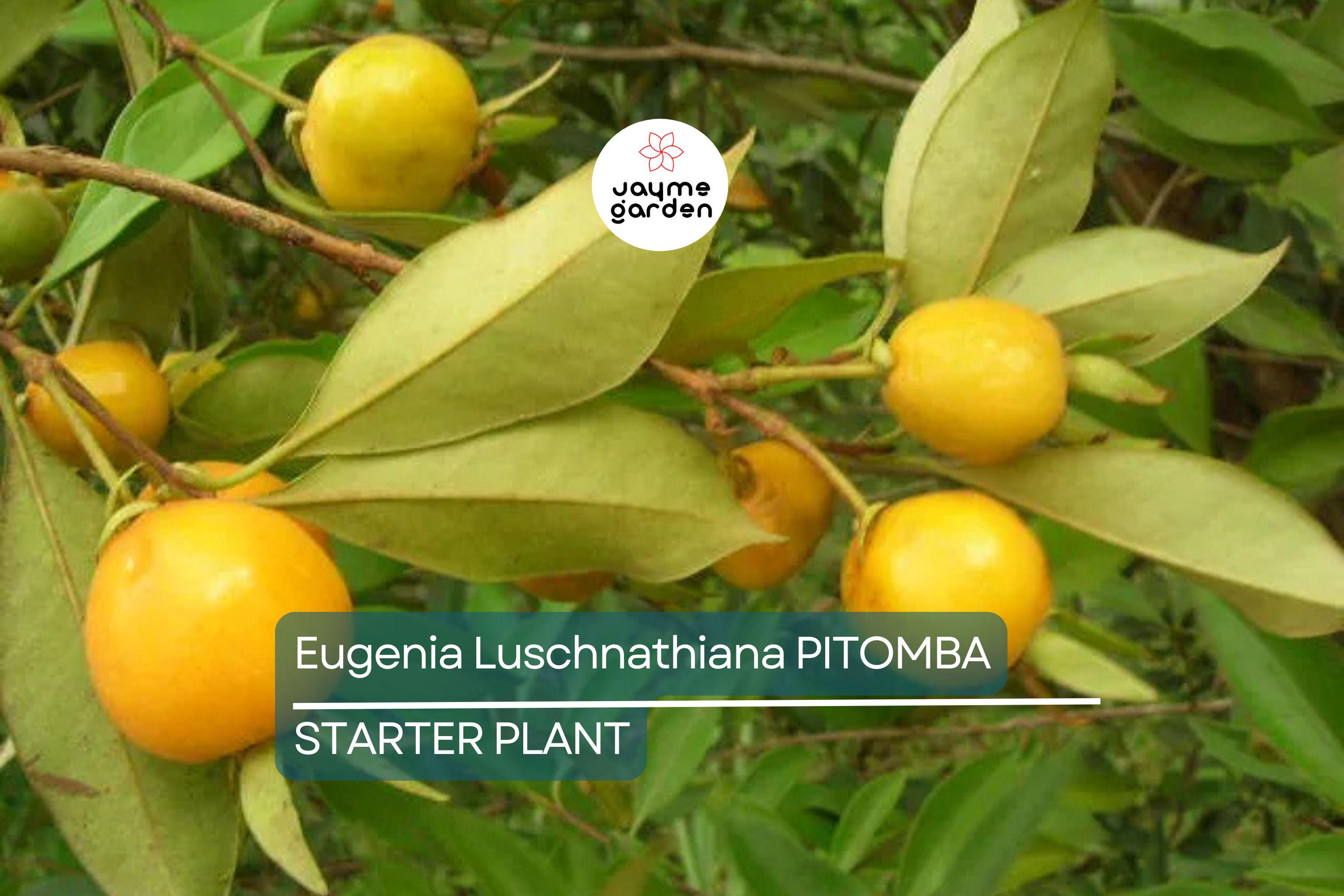Eugenia Luschnathiana Pitomba - 4-6" Starter Plant in Pot - Tropical Fruit Tree with Aromatic, Apricot-Like Fruit