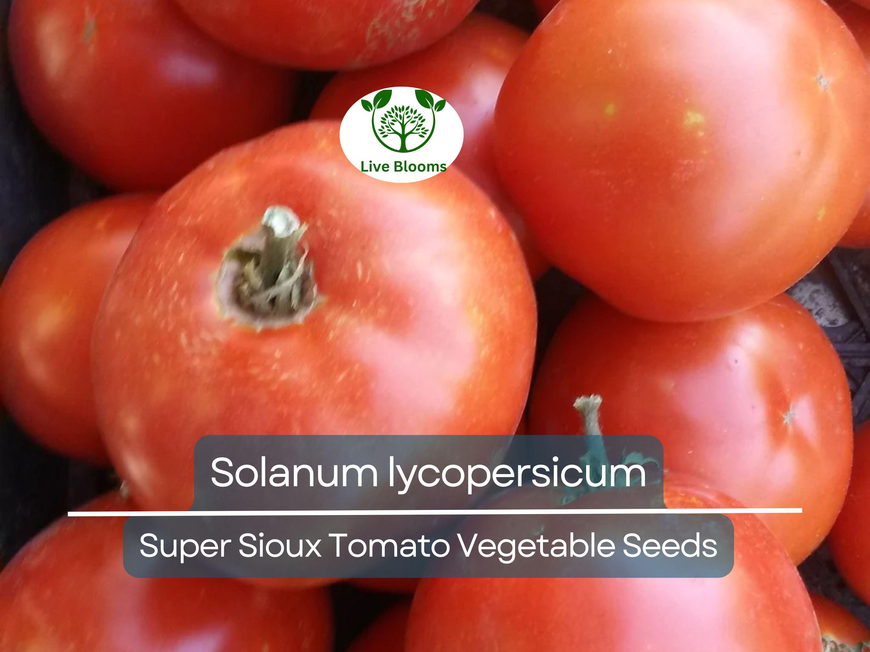 100 mg Seeds Tomato Super Sioux – Solanum lycopersicum | Heat-Tolerant Tomato Variety for Planting & Home Gardening