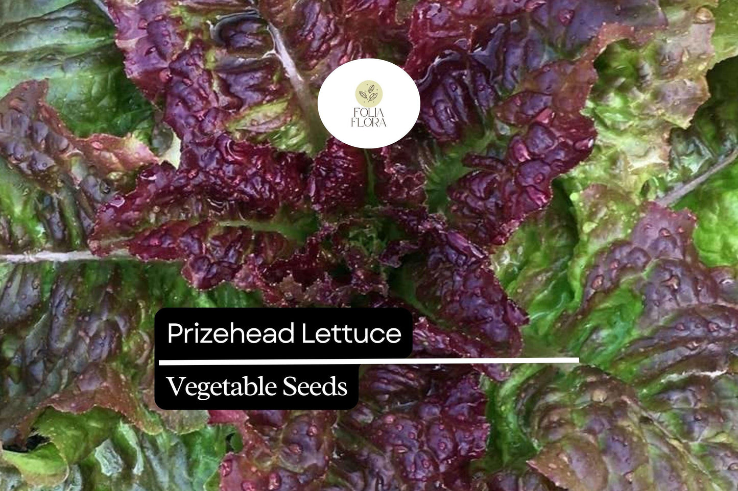 1000 Prizehead Lettuce Seeds – Lactuca sativa – Heirloom, Sweet & Crisp, Heat-Tolerant, Non-GMO