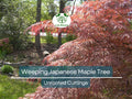 10 Thin Japanese Maple Weeping Tree 'Garnet' Unrooted Cuttings for Rooting & Grafting (6-7") - Acer palmatum
