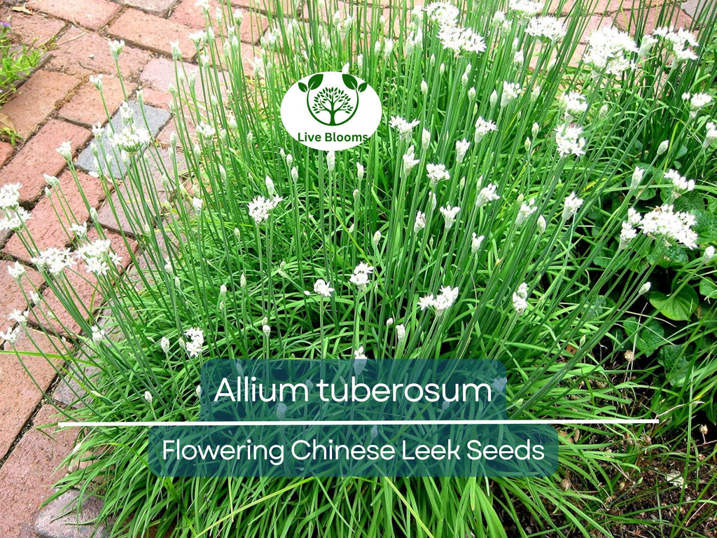 100 Seeds Flowering Chinese Leek - Allium tuberosum, Garlic Chives, Heirloom, Non-GMO, Easy to Grow, Great for Culinary & Ornamental Use
