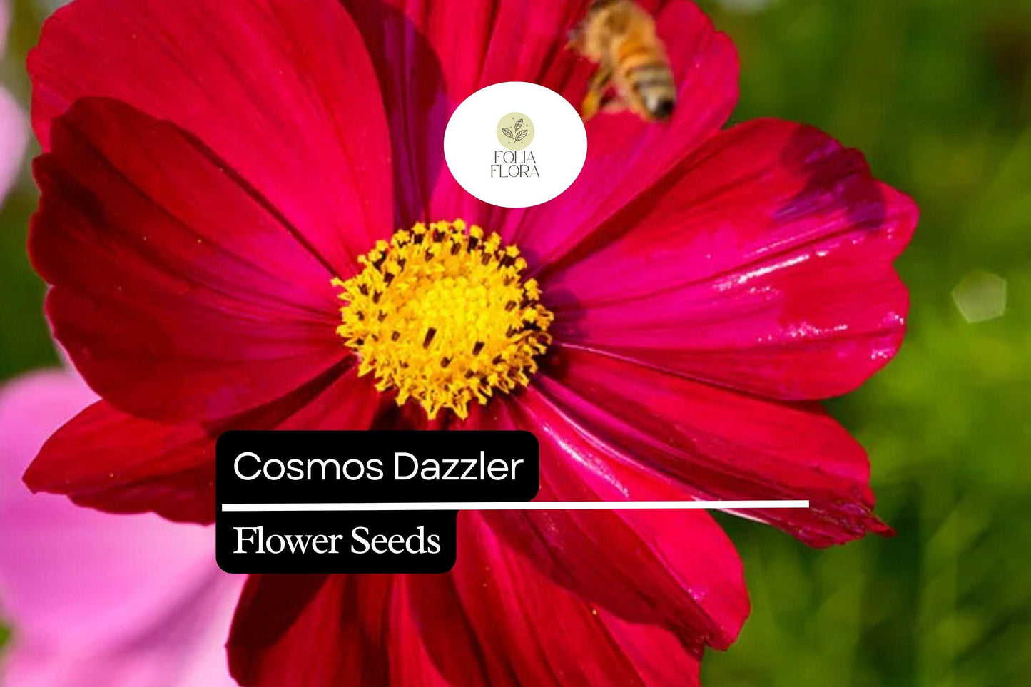 200+ Dazzler Cosmos Flower Seeds | Bright Magenta Blooms | Easy-Grow Annuals for Pollinator-Friendly & Cut Flower Gardens
