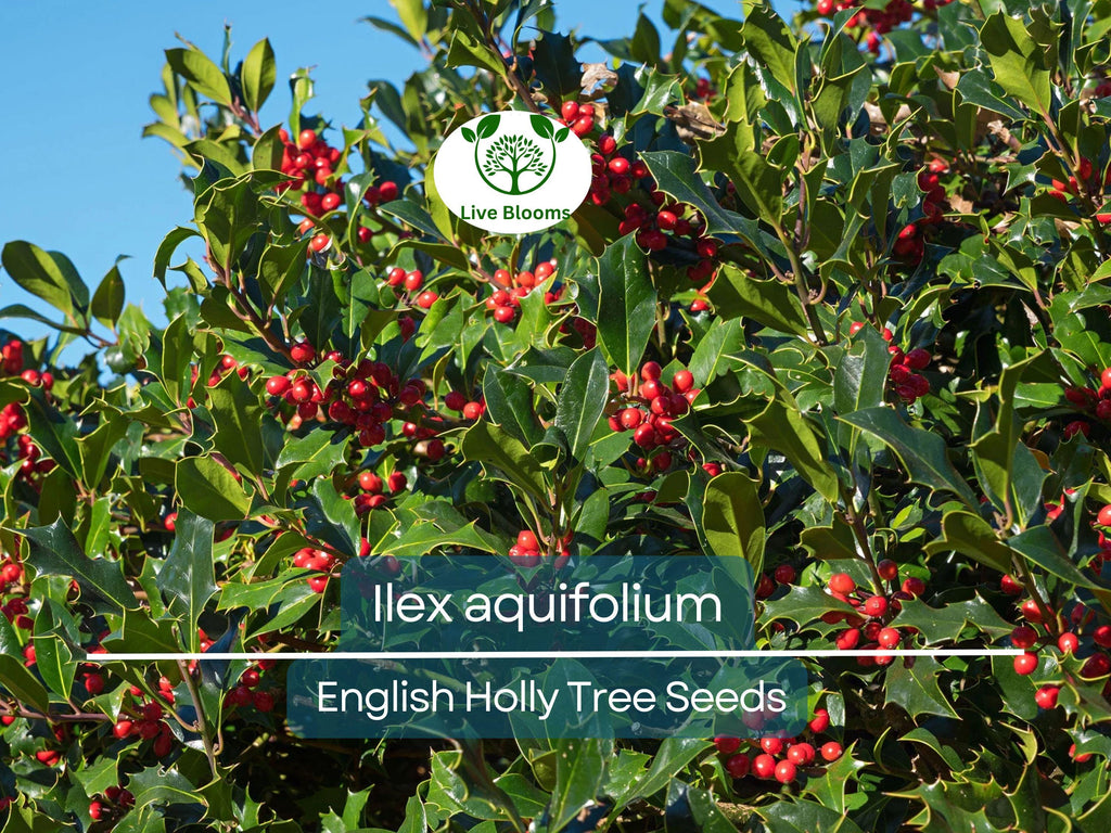 10 Seeds Ilex Aquifolium – English Holly for Planting | Evergreen Shrub for Privacy, Hedges, and Wildlife Gardens