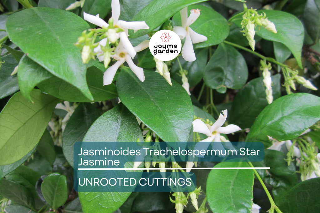 Star Jasmine Cuttings - 7 Live 6" Unrooted Cuttings, Fast-Growing, Fragrant White Blooms, USDA Zones 8-10