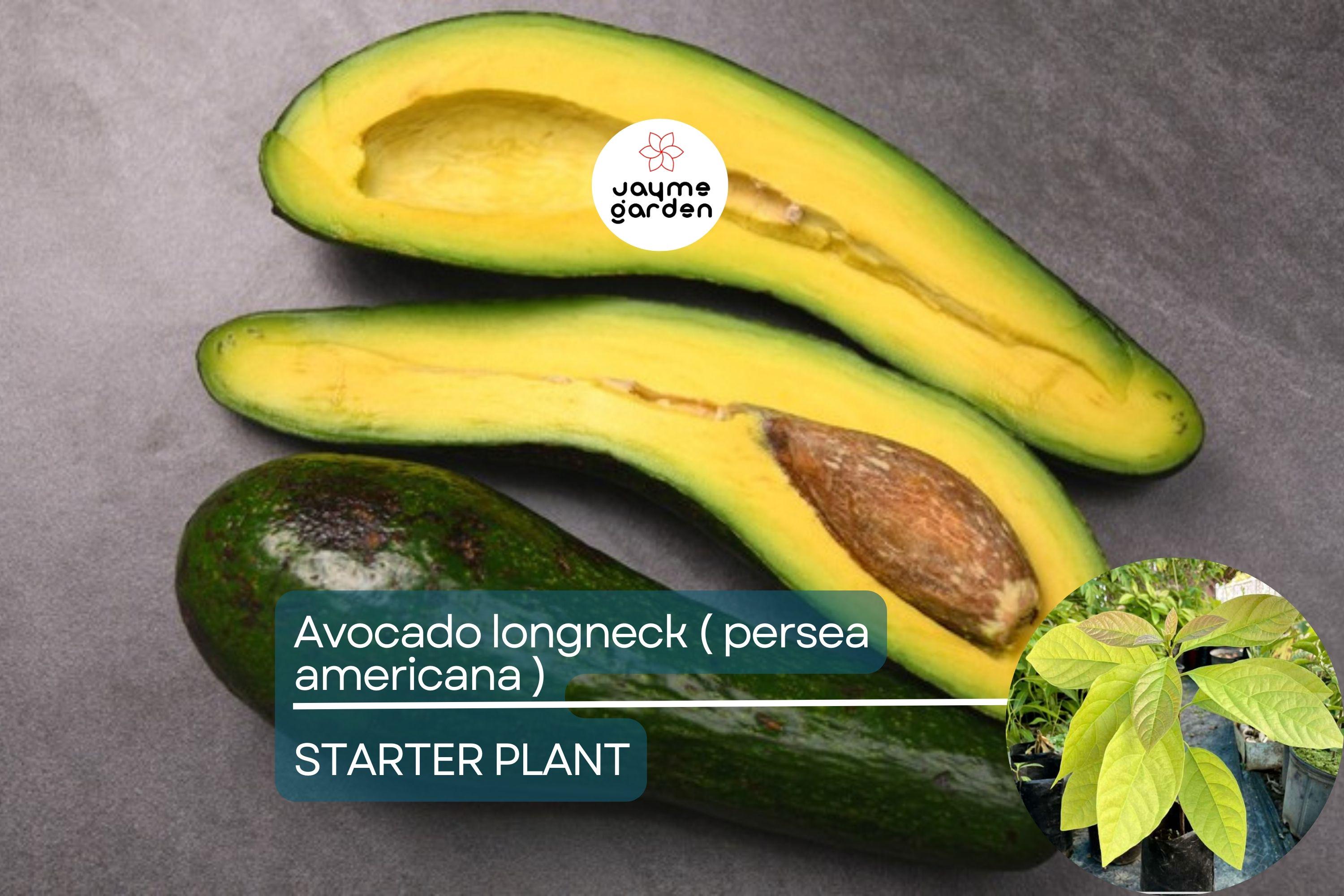 1 Avocado Longneck Tree - Live Tropical Fruit Seedling 1’-2’ Tall | Year-Round Fruit | Easy Care for Gardens