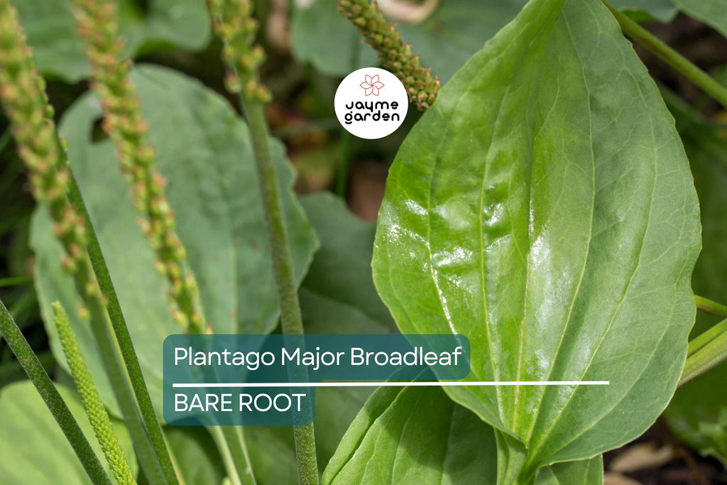 2 Plantago Major Broadleaf Plantain Plants - Bare Root Live Plants Ready to Plant - Easy Care Herb