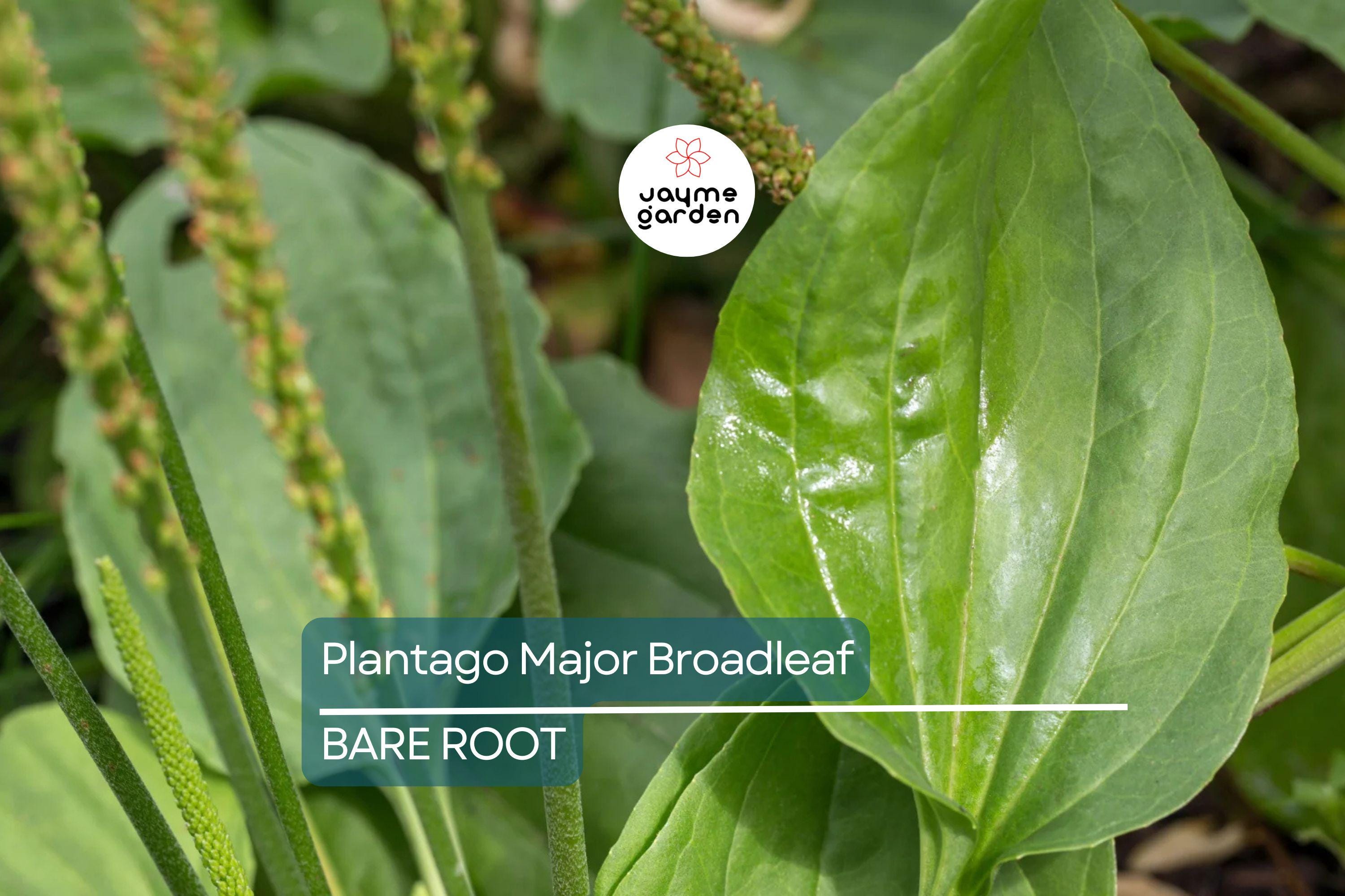 2 Plantago Major Broadleaf Plantain Plants - Bare Root Live Plants Ready to Plant - Easy Care Herb