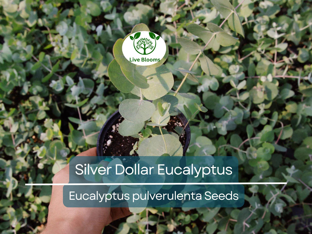 40 Eucalyptus pulverulenta 'Baby Blue' Bonsai Seeds, Silver Dollar Eucalyptus, Florist 'Baby Blue', Unique Indoor Bonsai Tree for Garden