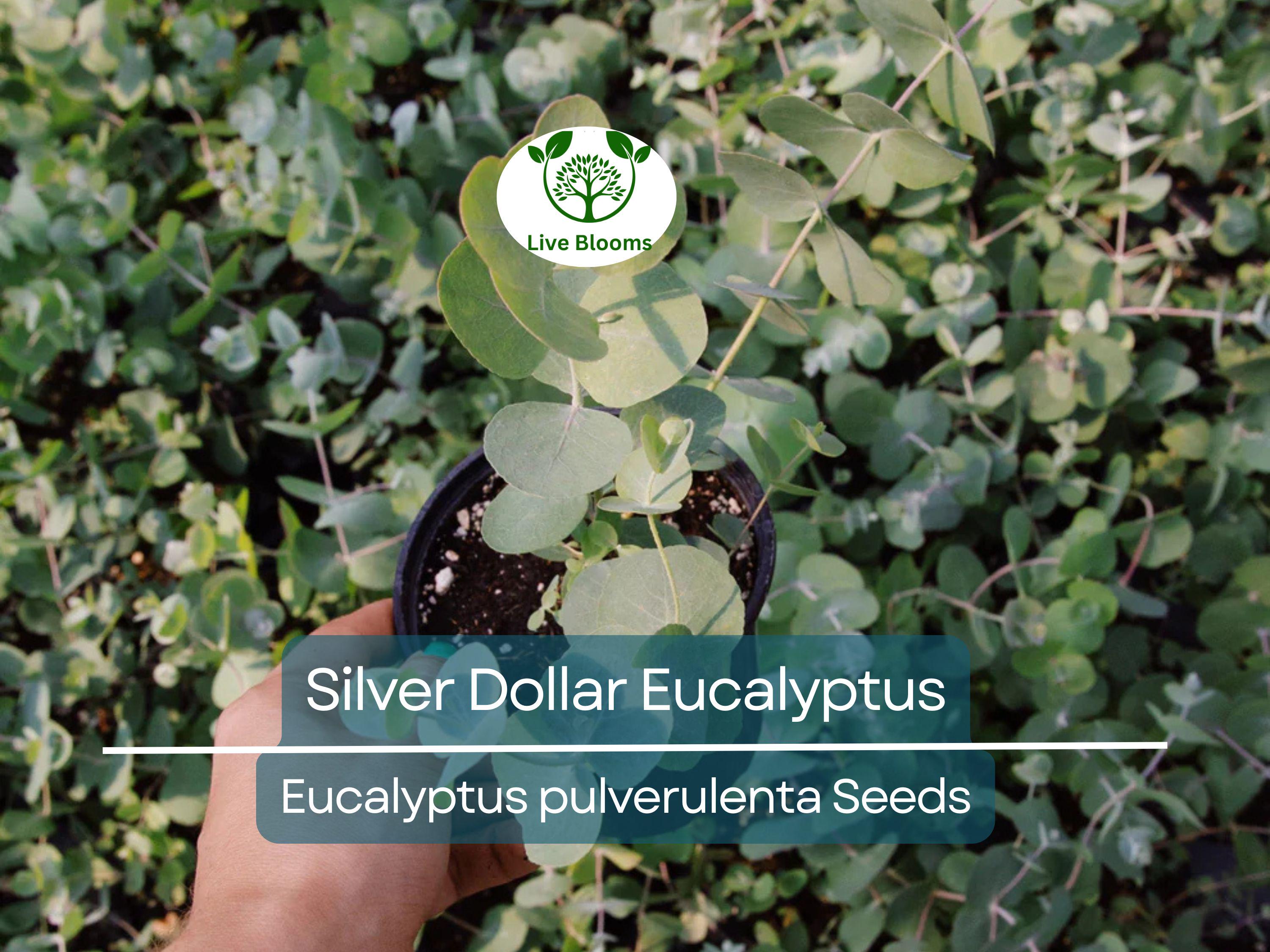 40 Eucalyptus pulverulenta 'Baby Blue' Bonsai Seeds, Silver Dollar Eucalyptus, Florist 'Baby Blue', Unique Indoor Bonsai Tree for Garden
