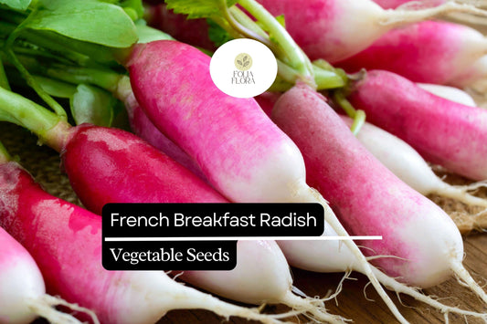 200 Seeds French Breakfast Radish (Raphanus sativus) – Crisp, Mild Flavor, Quick-Growing, Perfect for Salads and Snacking