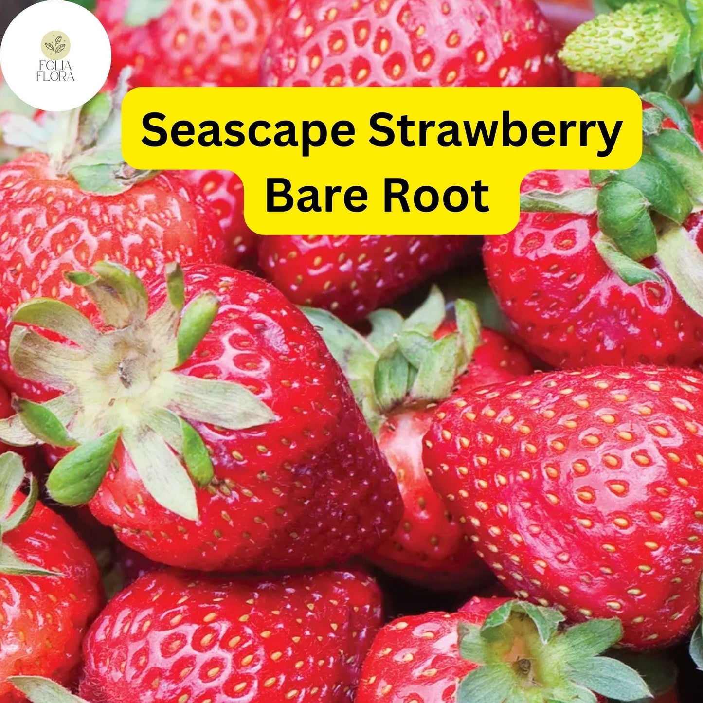 Seascape Ever Bearing Strawberry Plants Bare Root, Fragaria × ananassa, High-Yield Sweet Berries