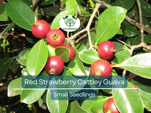1 Cattley Strawberry Guava Psidium Cattleianum Seedlings 7"-12", Tropical Fruit, Edible Guava, Easy to Grow, Sweet & Delicious Fruit Plant