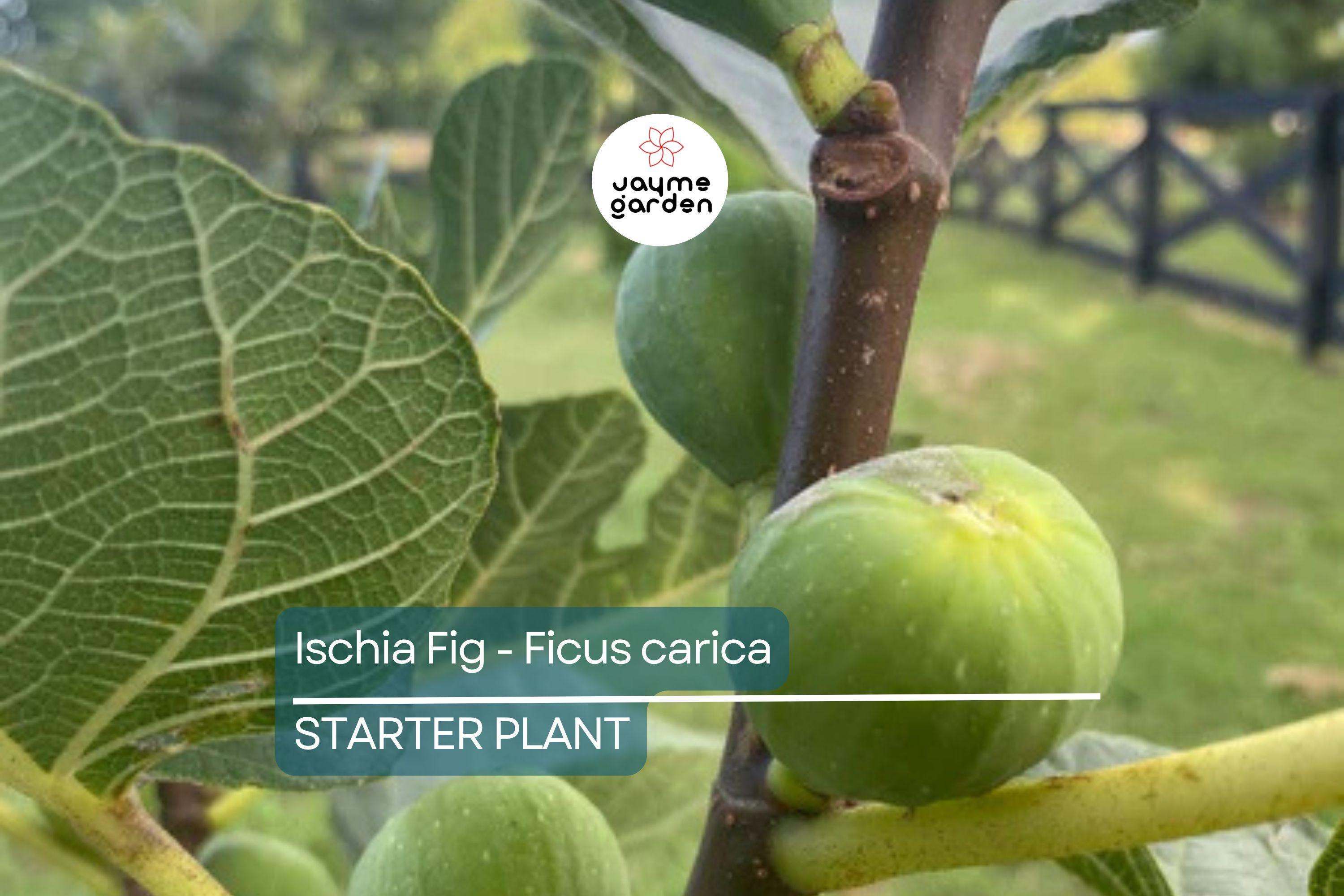Ischia Fig - Ficus carica | Live Well-Rooted Starter Plant | Spring Special | Sweet Berry Flavor | Zone 6-9