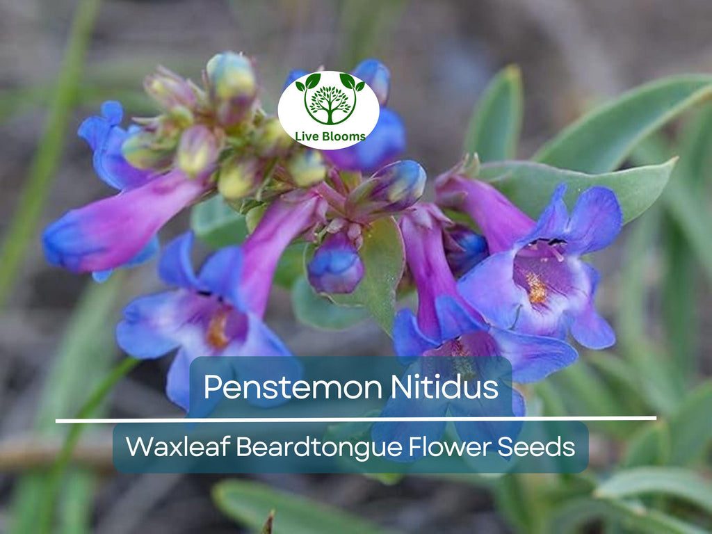 100 mg Seeds Penstemon Nitidus (Waxleaf Beardtongue) for Planting | Drought-Tolerant Perennial Wildflower for Gardens & Pollinator Habitats