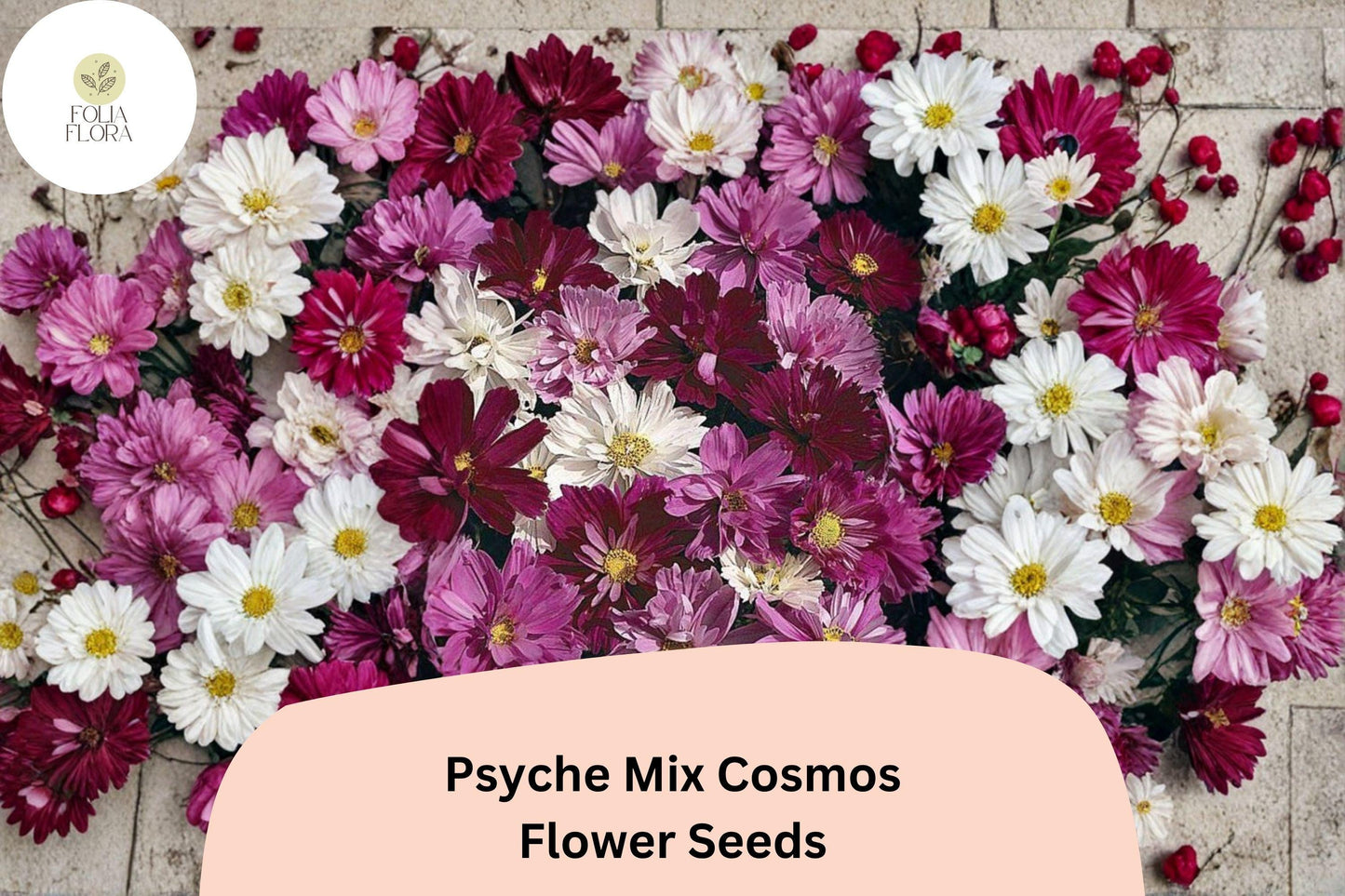 200+ Psyche Mix Cosmos Seeds | Cosmos Bipinnatus White Pink Red | Annual Garden Flower Seeds for Planting