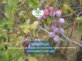 12 Unrooted Wild Plum Cuttings 6-8” - Prunus Americana, Hardy, Fruit Tree, Garden Propagation