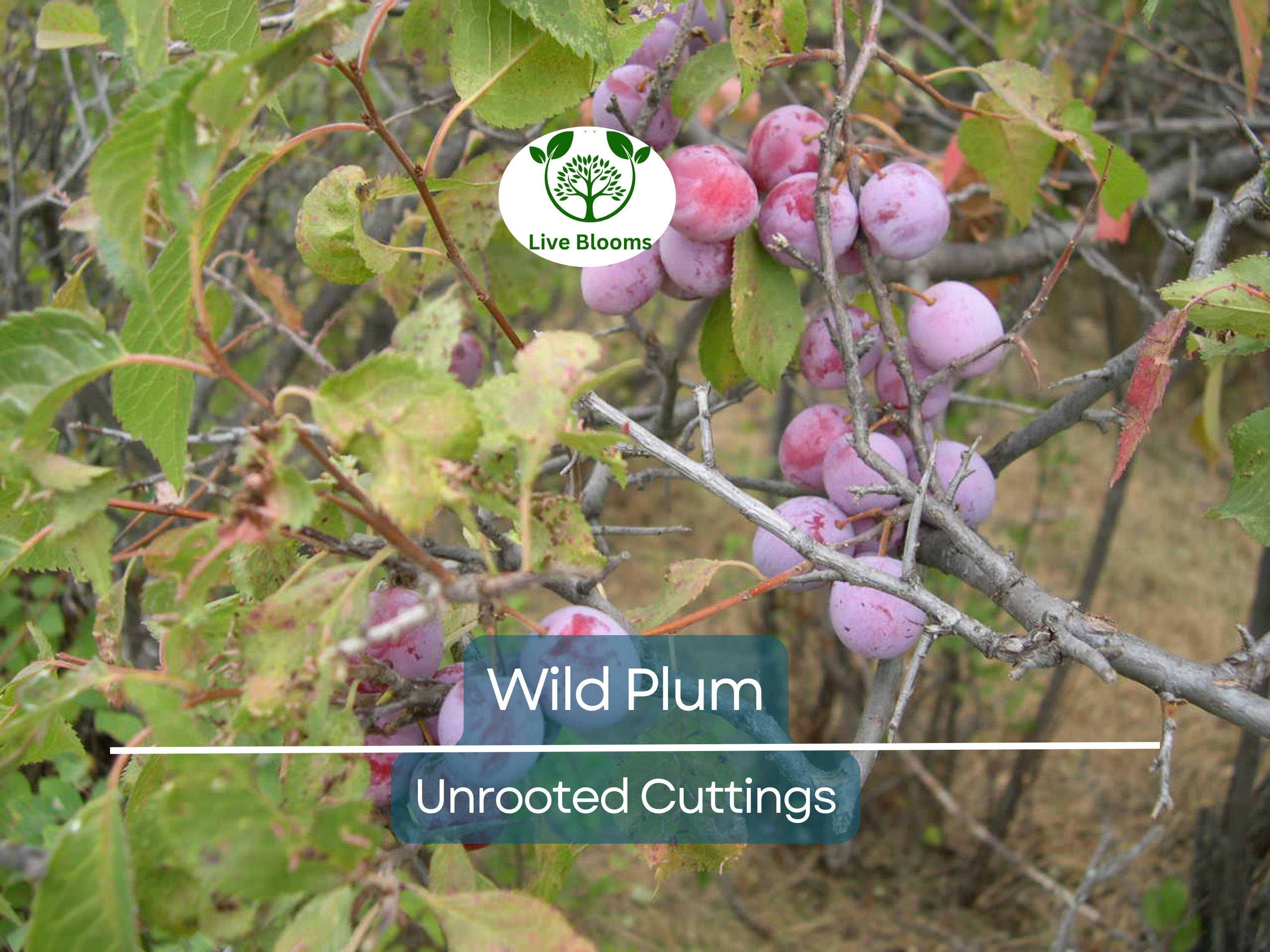 12 Unrooted Wild Plum Cuttings 6-8” - Prunus Americana, Hardy, Fruit Tree, Garden Propagation