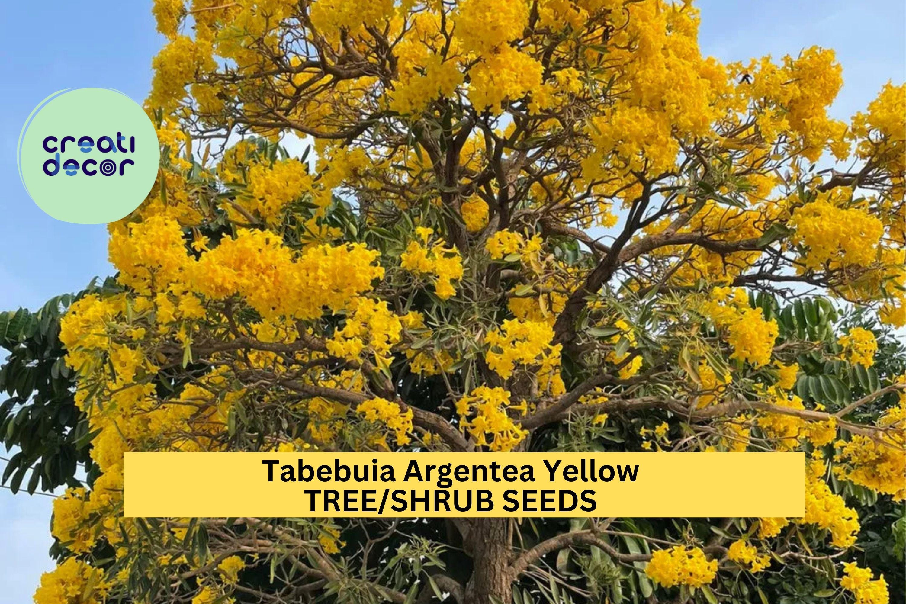 Tabebuia Argentea Seeds – Golden Trumpet Tree – Yellow Flowering Tree Seeds, Ornamental Tropical Tree, Fast-Growing Landscaping Plant