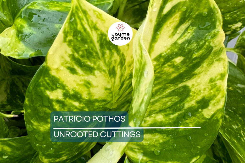 Rare Patricio Pothos Cutting - Highly Variegated Hybrid Golden - Unrooted with 2+ Nodes - Indoor/Outdoor Houseplant