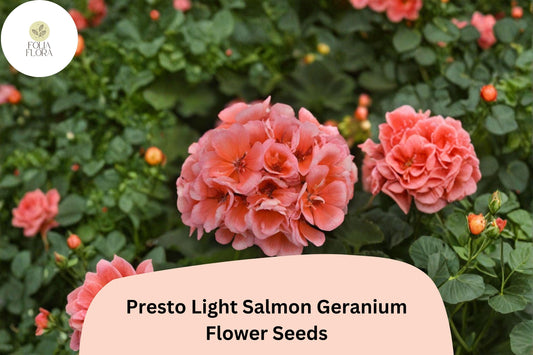 25+ Presto Light Salmon Geranium Seeds | Compact Zonal Geranium | Soft Salmon Blooms for Pots & Garden Beds