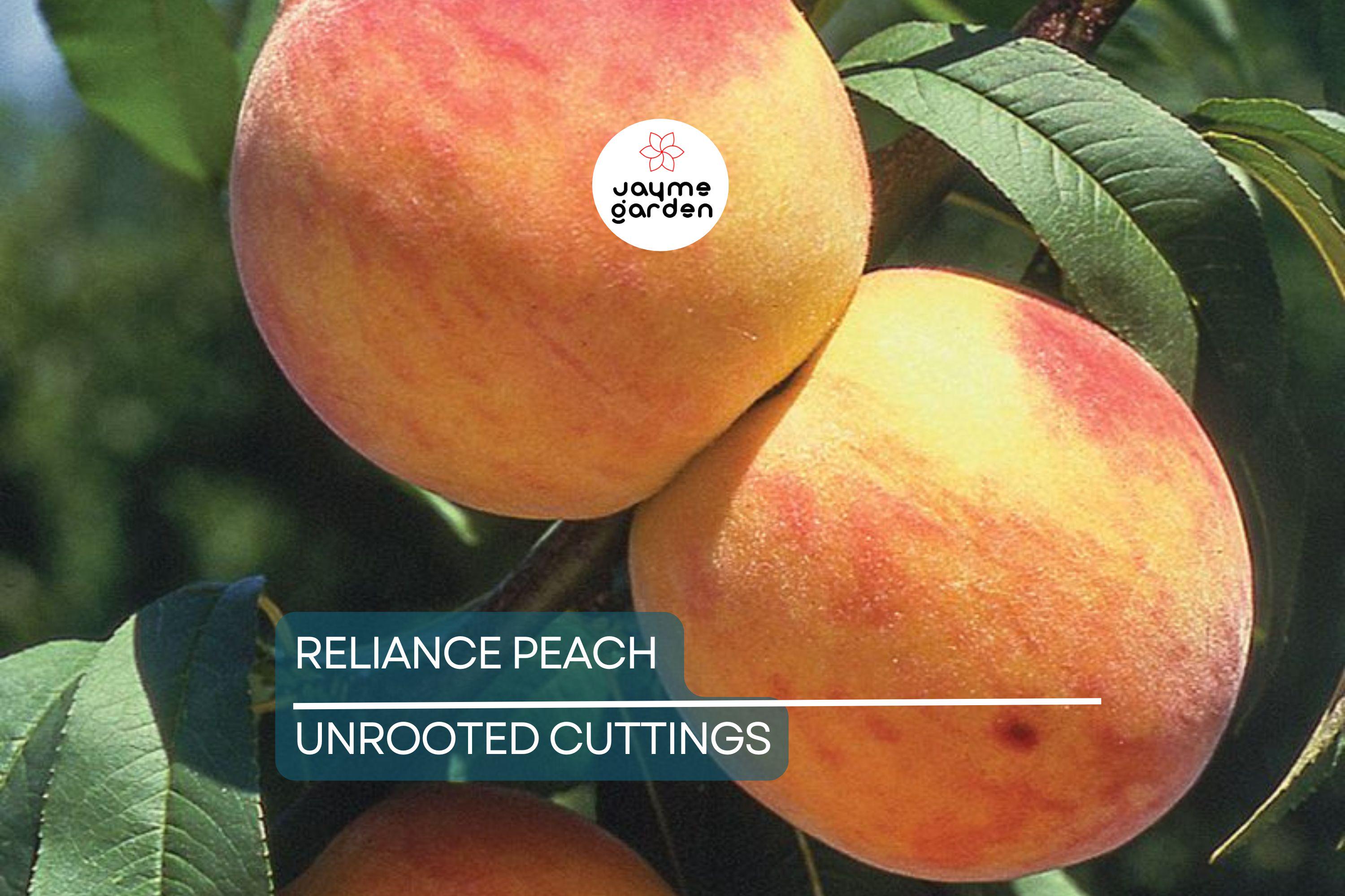 3 Reliance Peach Fruit Tree Scion Cuttings 10-12" Non-Rooted for Grafting or Rooting