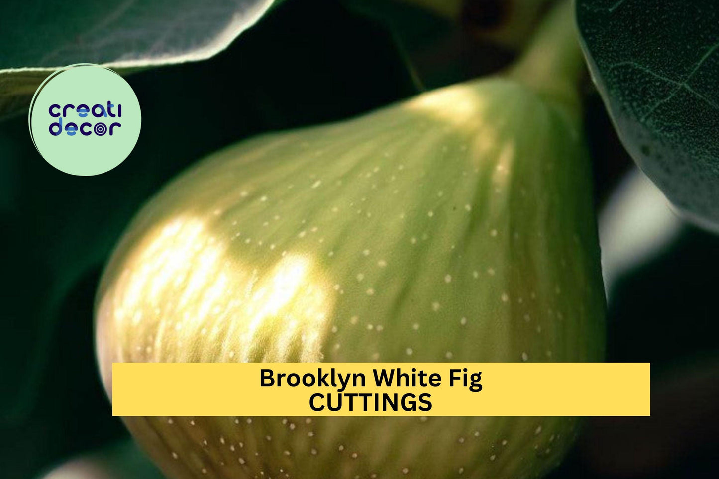 Brooklyn White Fig – 2 Cuttings + Bonus Willow Water | Rare Fig Tree Variety for Rooting & Growing in Pots, Orchards, or Garden Beds