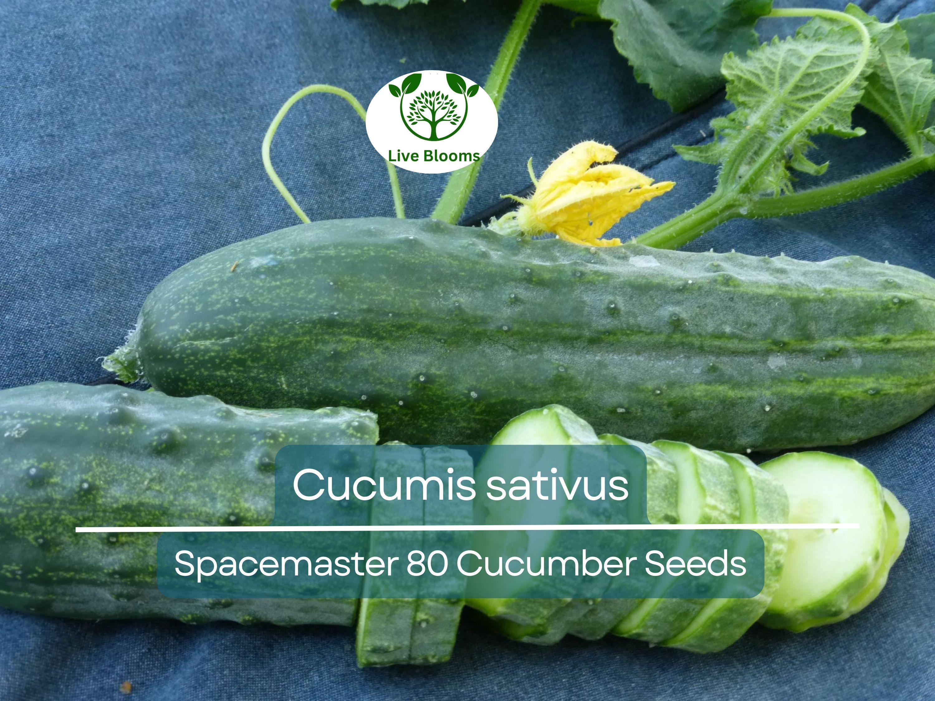 35 Seeds Cucumber Spacemaster 80 - Cucumis sativus | Compact Cucumber Variety for Planting, Gardening & Fresh Crisp Harvests