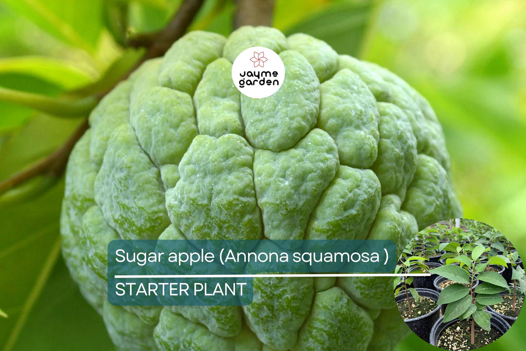 1 Sugar Apple Tree 12″-24″ Live Tropical Fruit Tree | Sweet Annona squamosa | Grow Exotic Custard Apple in Your Garden or Patio