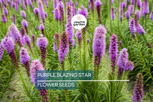 50 Purple Blazing Star Seeds (Liatris spicata) – Cold Hardy Butterfly Plant, Tall Purple Spikes, USDA Zones 3-9, Pollinator Garden Favorite