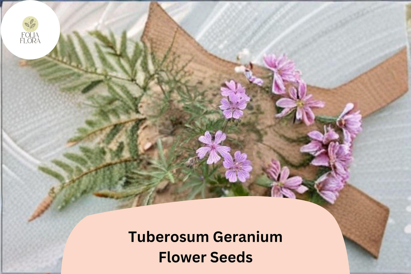 25+ Tuberosum Geranium Seeds | Hardy Perennial Cranesbill | Purple Blooms for Garden Borders and Rock Gardens
