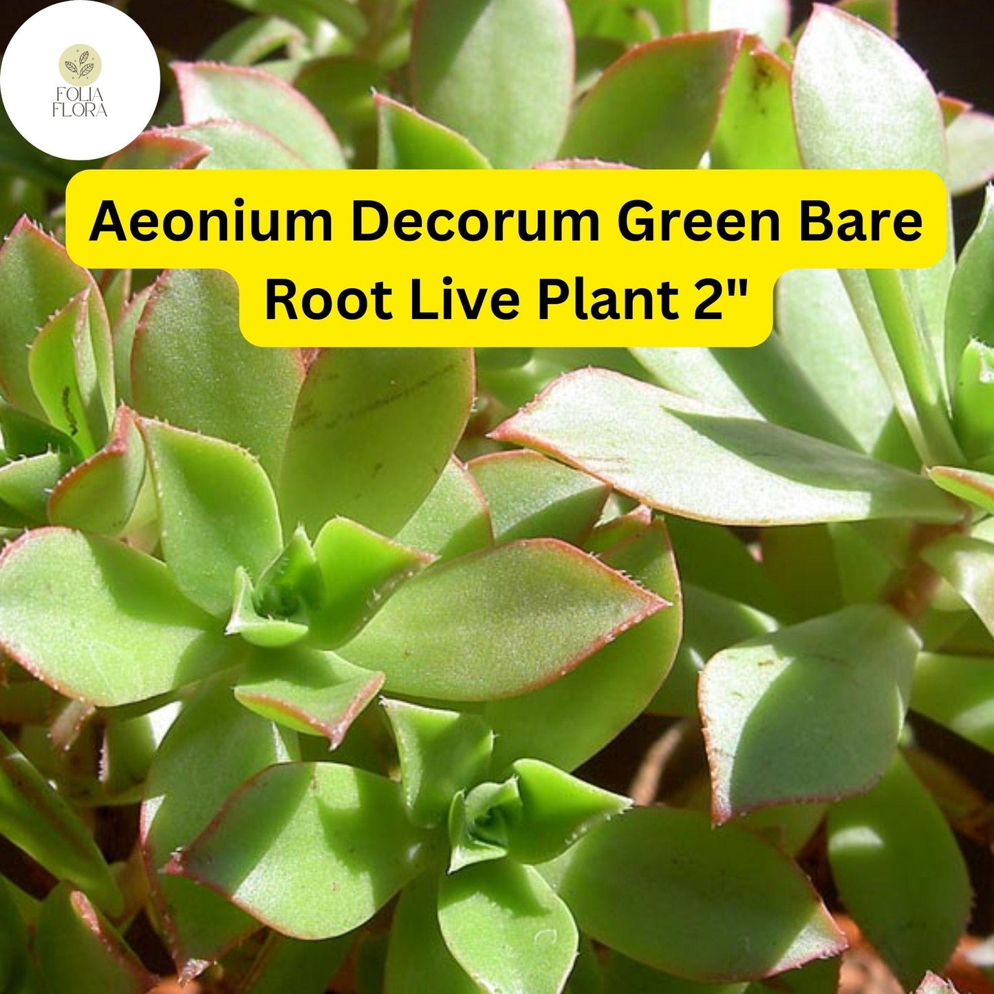 2 Bare Root 2" Live Succulent Plants Aeonium decorum ‘Green’ | Rosette-Forming, Drought-Tolerant, Easy-Care Houseplant