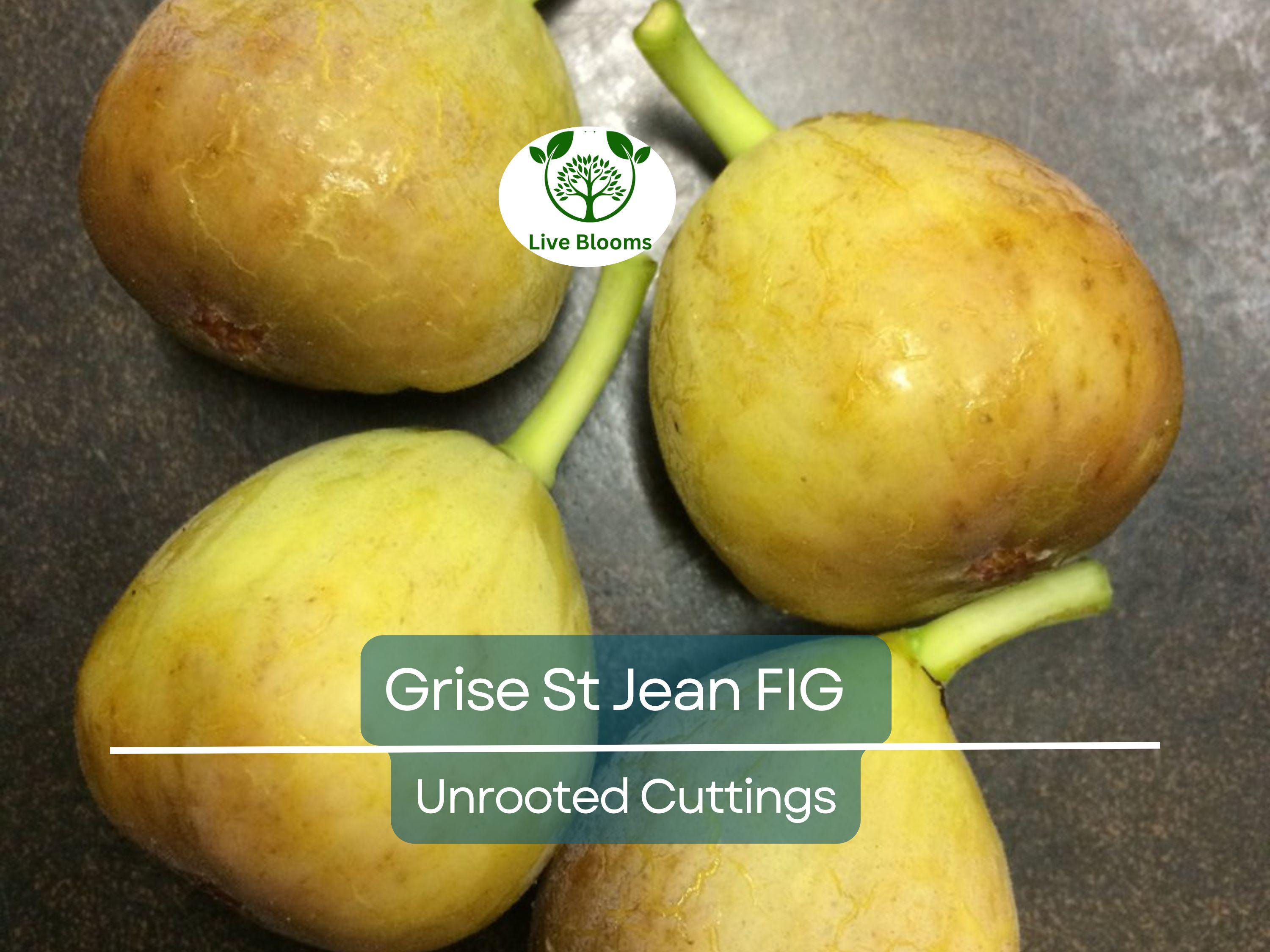 3 Unrooted Fig Tree Cuttings "Grise St Jean" - 6-8” Early & Tasty Figs, 3 Nodes - Fruit Tree for Sale