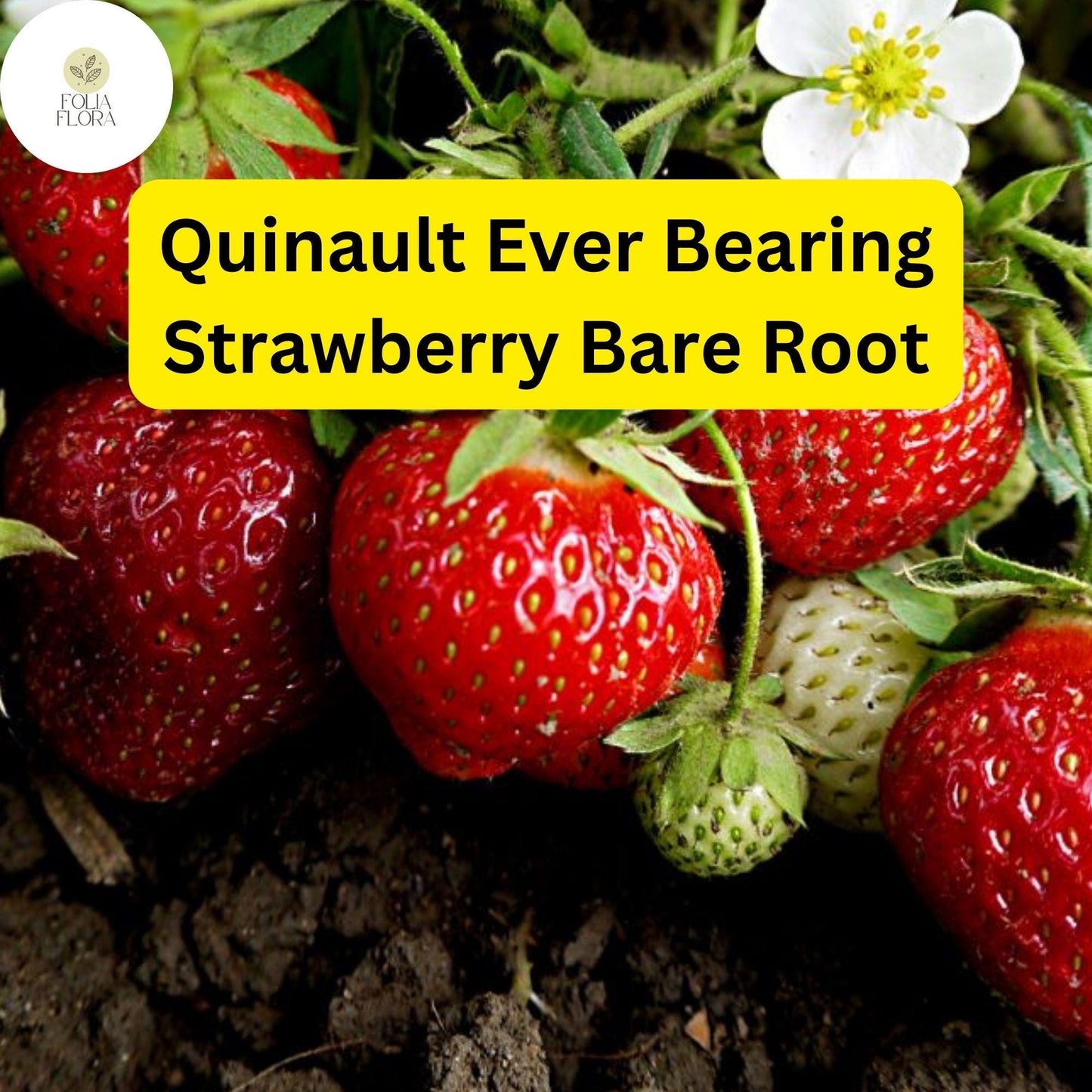 Quinault Ever Bearing Strawberry Plants - 25 Bare-Root Plants for Continuous Harvest