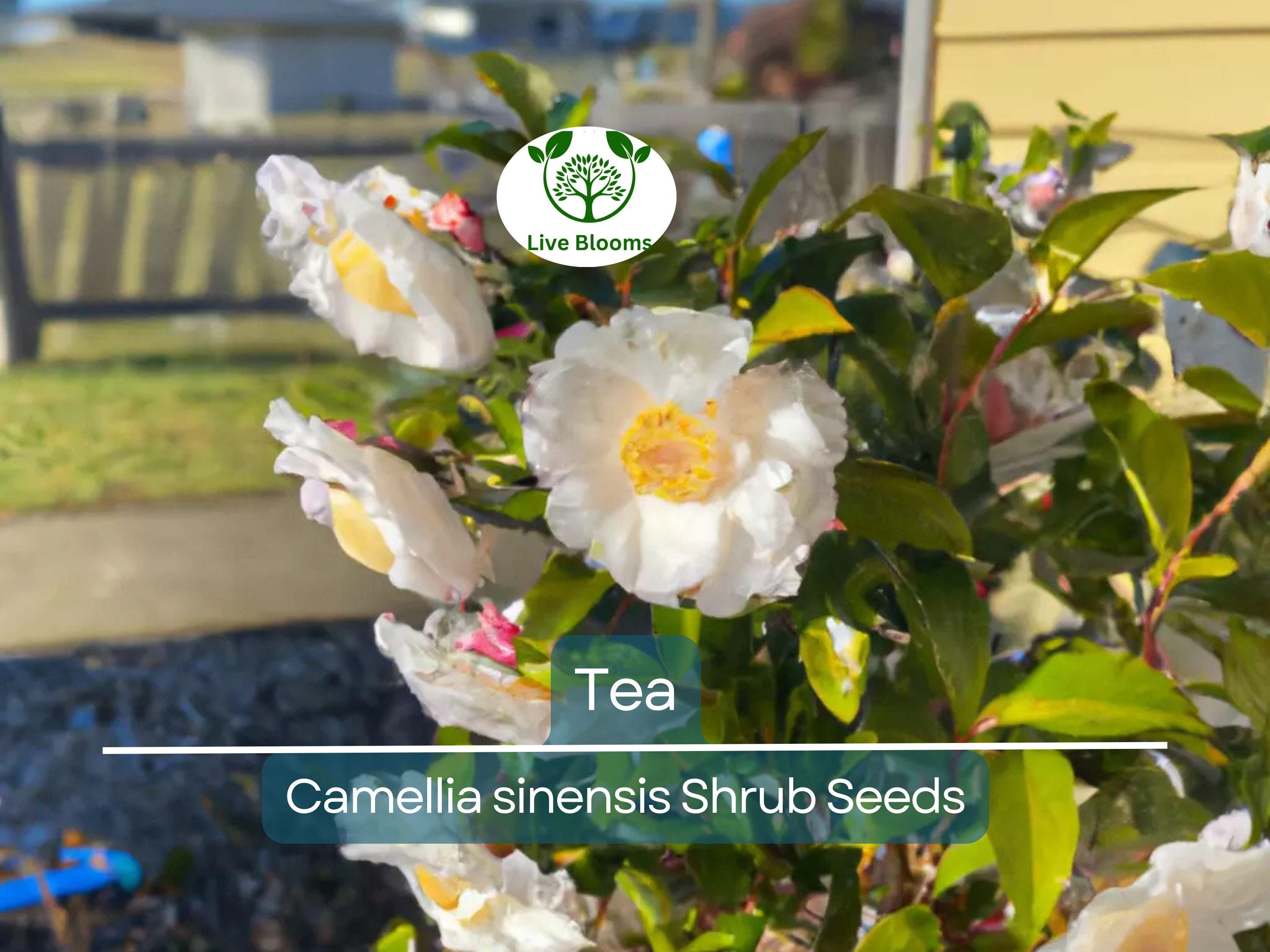 5 Tea Shrub Seeds (Camellia sinensis), Black, White, Green Tea Leaf Tree Plant, Grow Your Own Tea, Organic, Perfect for Garden or Home