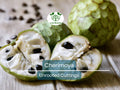 4 Pcs California Cherimoya Unrooted Cuttings for Rooting - Annona cherimola, Sweet Custard Fruit, Easy Propagation, Tropical Fruit Plant