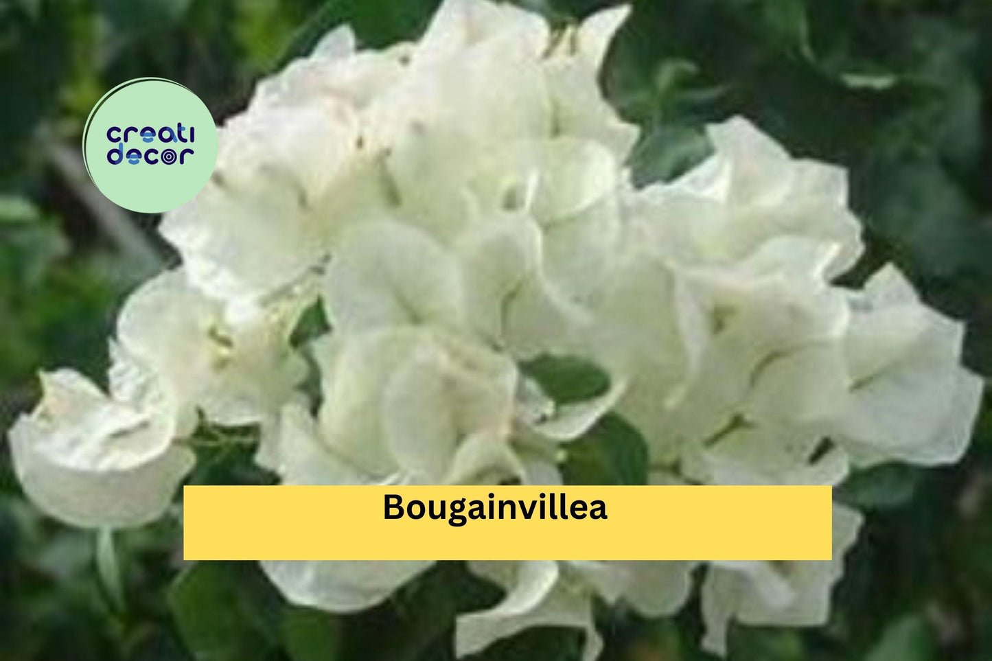 Well Rooted Key West White Bougainvillea Starter Plug Plant | Live Flowering Vine Cutting Ships Bare Root for Garden & Landscape