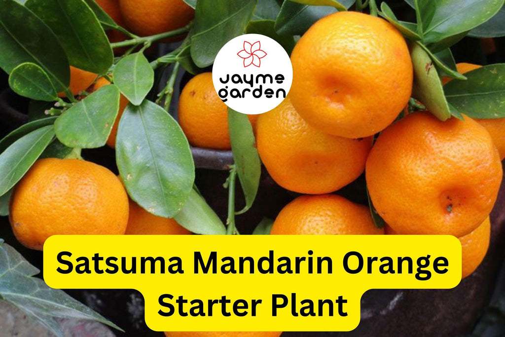 Satsuma Mandarin Orange Tree - Live Citrus Seedling, 4-10" Tall - Cold Hardy, Sweet Fruit, Fast Growing for Home Gardens & Containers