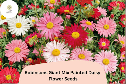 200+ Robinsons Giant Mix Painted Daisy Seeds | Tanacetum coccineum | Colorful Garden Flower Mix