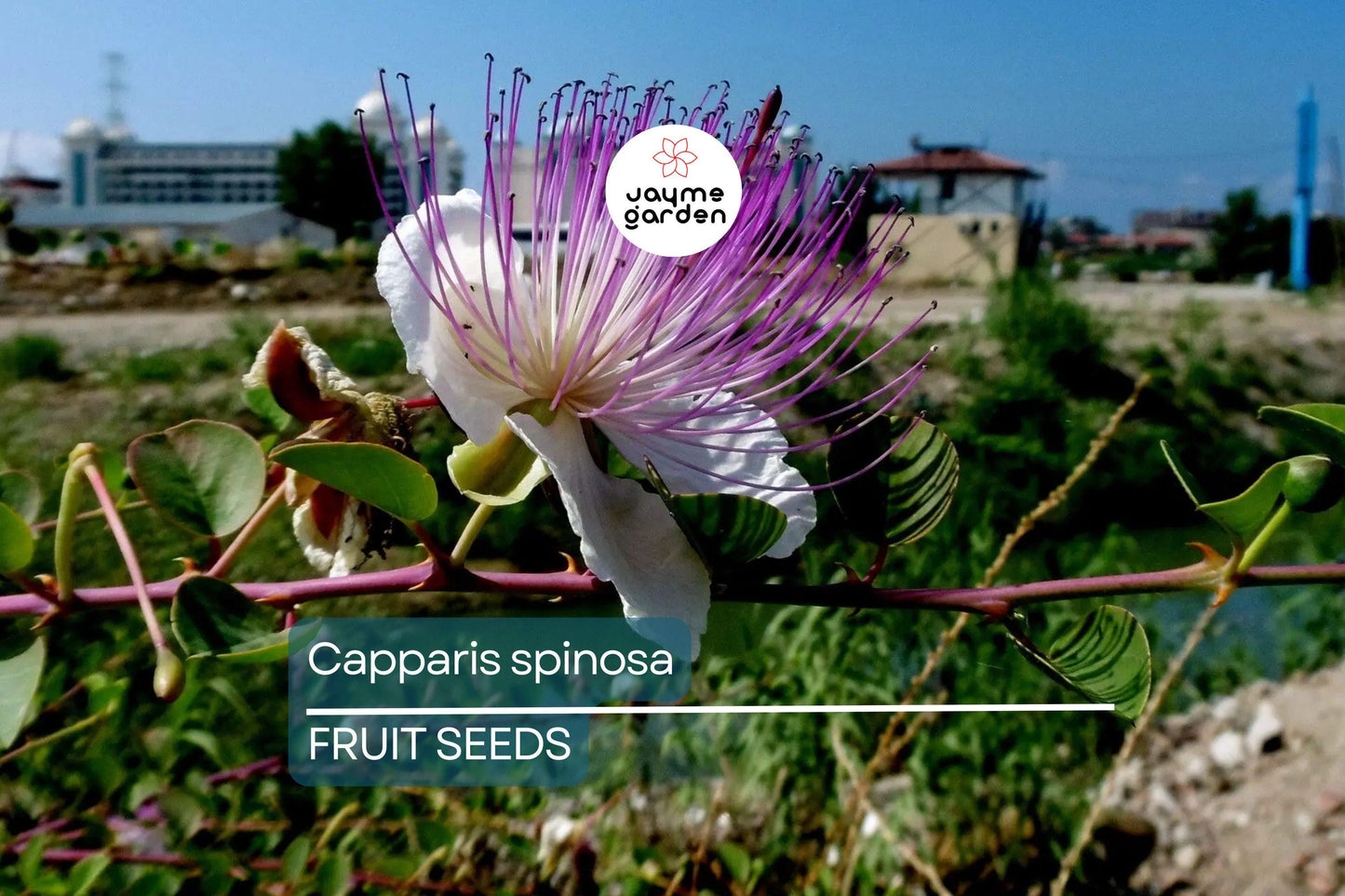 50 Caper Seeds (Capparis spinosa) - Non-GMO | Grow Your Own Caper Bush | Edible Buds & Berries | Perennial Herb | Free Shipping