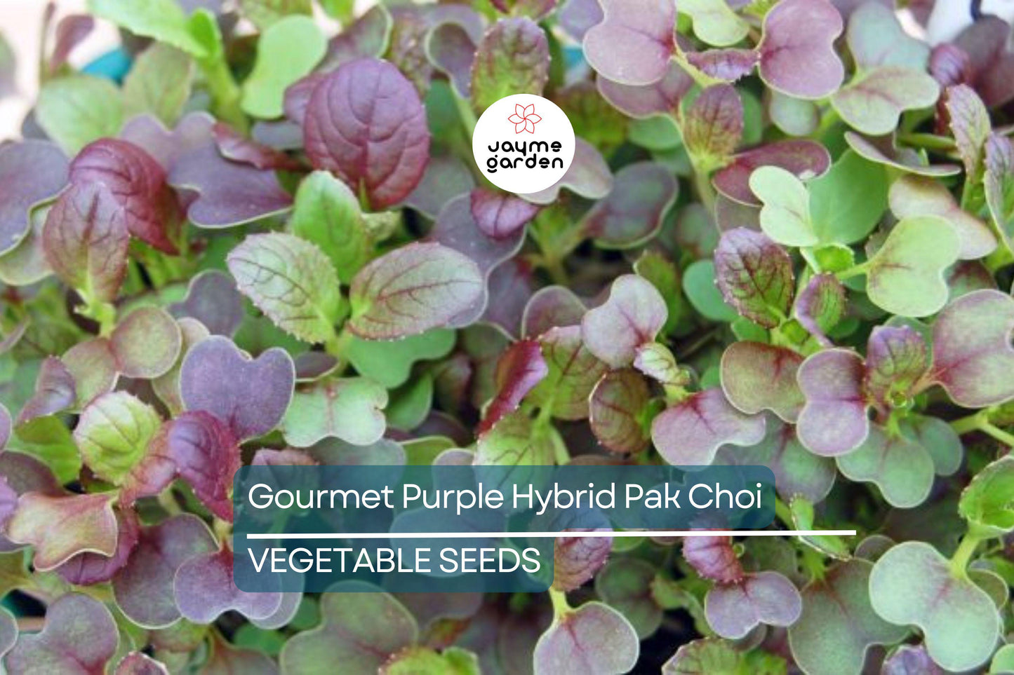 300 Gourmet Purple Hybrid Pak Choi Seeds - Bok Choi (Brassica rapa Chinensis), 6-12" Tall, Free Shipping