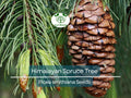 20 Himalayan Spruce Tree Seeds | Picea smithiana | Giant Tall Conifer | Morinda | Fast-Growing Evergreen Tree | Hardy, Large Tree for Garden