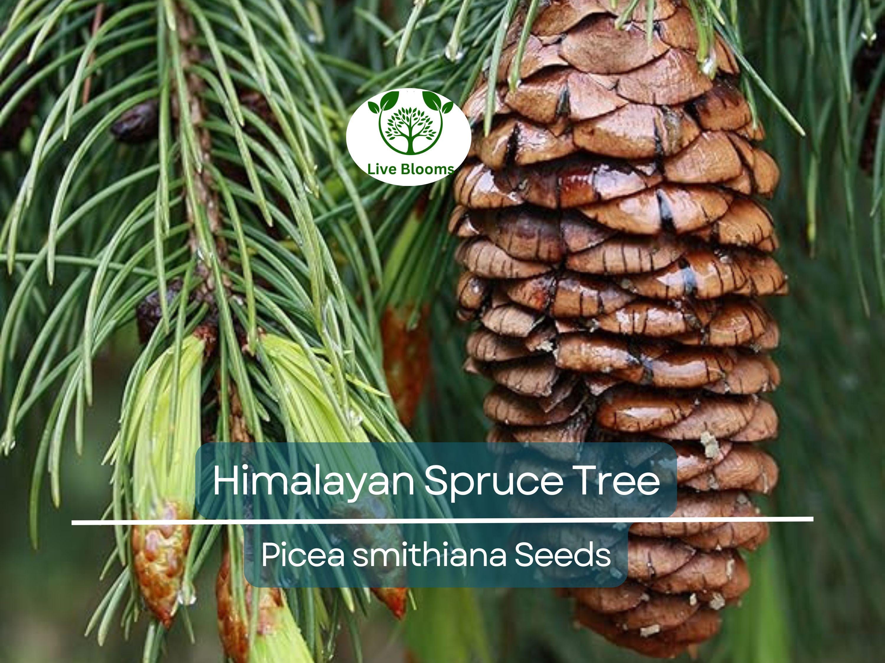 20 Himalayan Spruce Tree Seeds | Picea smithiana | Giant Tall Conifer | Morinda | Fast-Growing Evergreen Tree | Hardy, Large Tree for Garden