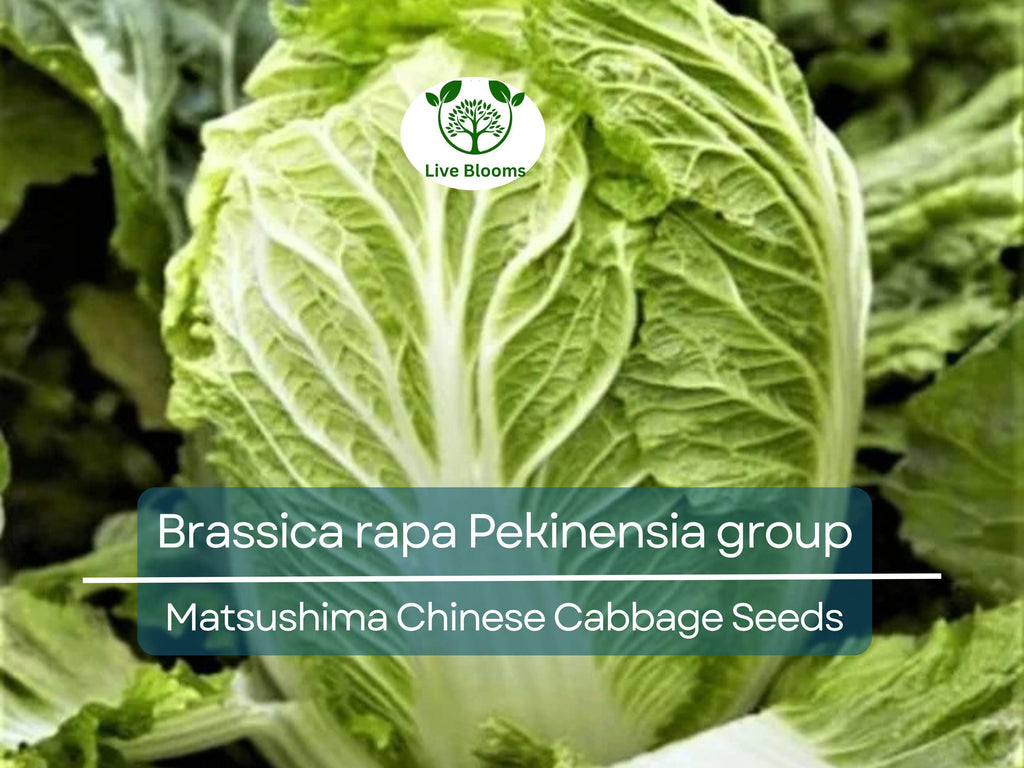 150 Seeds Chinese Cabbage Matsushima - Brassica rapa Pekinensia Group | Heirloom Seeds for Planting, Gardening & Fresh Harvest