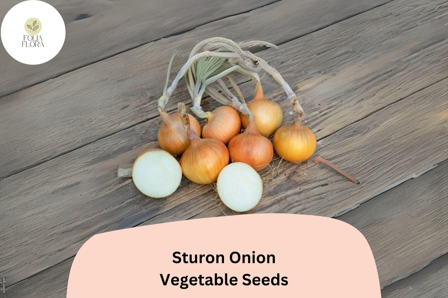 500+ Sturon Onion Seeds | Yellow Storage Onion | Reliable Heirloom | Garden Planting | Allium cepa Seeds