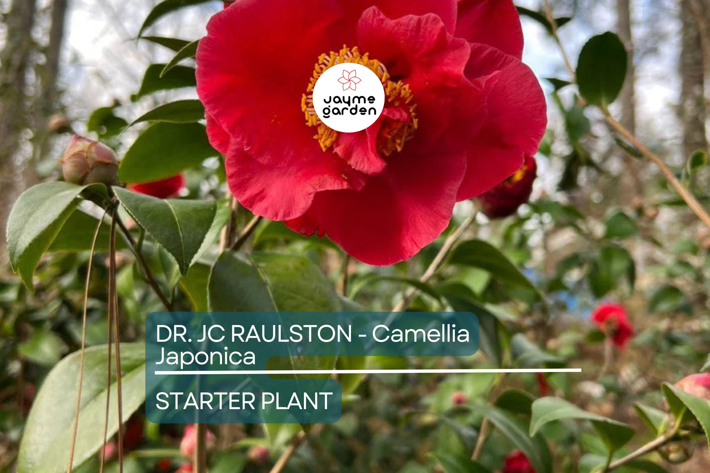 Dr. JC Raulston Camellia Japonica Starter Plant | Rare Red Variety | Live, Well-Rooted Plant | Shade-Loving Ornamental Shrub
