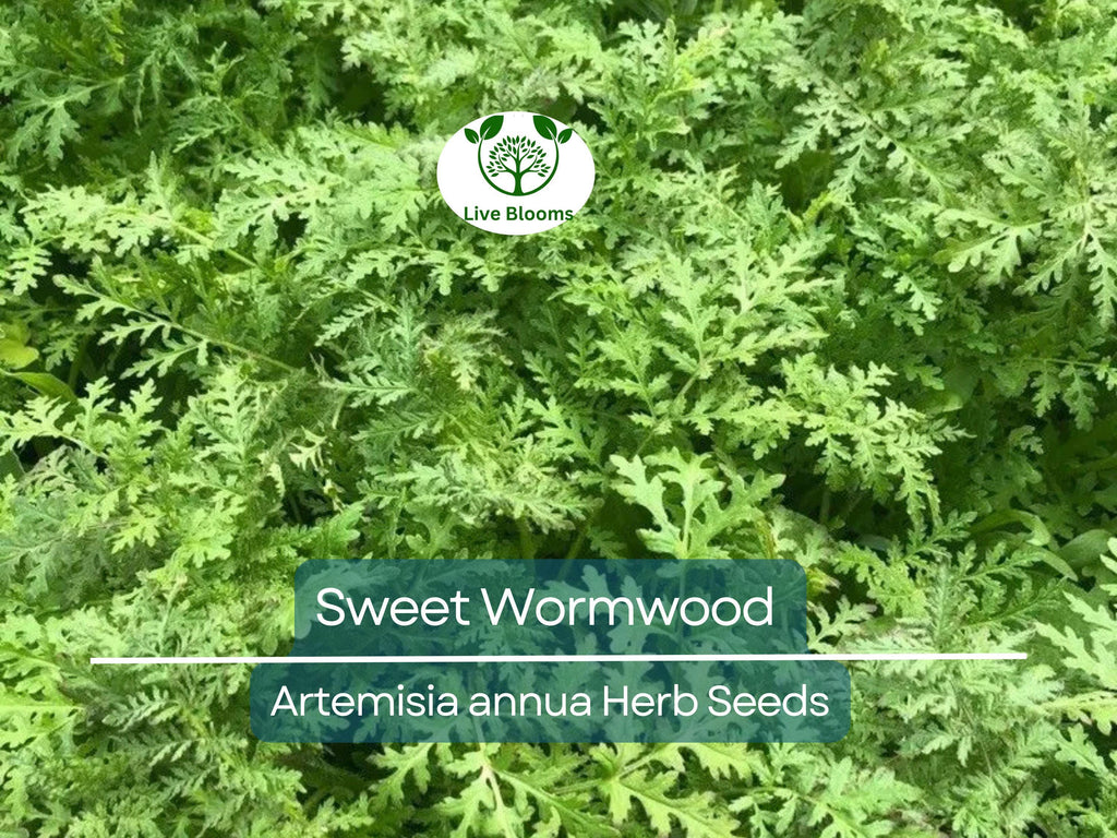 1000 Sweet Wormwood Herb Seeds (Artemisia annua), Sweet Annie Sagewort, Aromatic Herb, Drought-Tolerant, Perfect for Garden & Tea