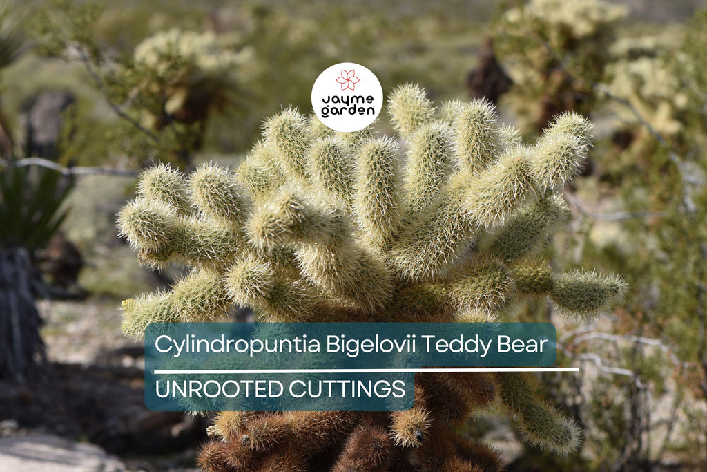 Cylindropuntia Bigelovii Teddy Bear Cholla Cactus Cutting Segment (3-5" Long)